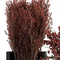 Modern Black Vases With Red Flowers Berries And Leafy Branches Arrangement