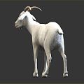 Modern Sheep Goat 3d model