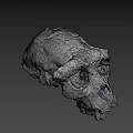 Detailed Textured Skull Model With Cracked Surface And Blue Spots