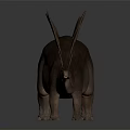 3D Stegosaurus Dinosaur Model With Detailed Back Plates Tail Spikes And Skin Texture