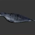 Blue Gray Spotted Seal On Sleek Surface With Reflection And Lighting