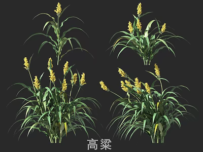 Healthy Sorghum Plants With Green Leaves And Yellow Flower Spikes 3d model