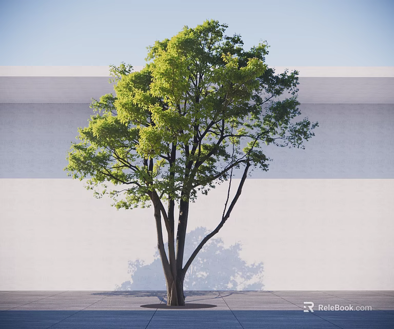 Tall Arbor With Green Leaves Thick Trunk Against White Wall Gray Ground And Blue Sky 3d model 