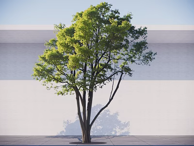 Tall Arbor With Green Leaves Thick Trunk Against White Wall Gray Ground And Blue Sky 3d model
