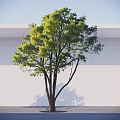 Tall Arbor With Green Leaves Thick Trunk Against White Wall Gray Ground And Blue Sky