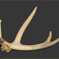 Single Natural Deer Antler With Smooth Texture Against Dark Background And Reflection 3d model