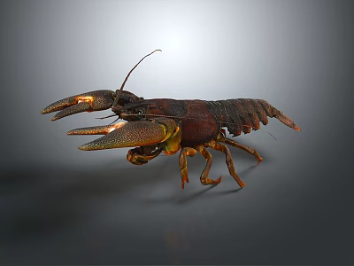 Realistic 3D Lobster Model With Brown Yellow Coloration And Large Claws On Gray Background 3d model