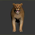 Realistic Brown Lioness Standing With Open Mouth And Reflection On Gray Surface