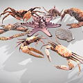 Diverse Collection Of Marine Animals Featuring Crabs Starfish And Shells