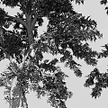 Tall Arbor Trees With Lush Green Leaves Thick Trunks And Exposed Roots