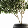Lush Green Olive Tree Bonsai Plant in Textured Black Decorative Pot