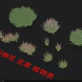Different Heather Flowers and Green Plants Perfect for Garden Decoration