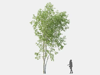 Tall Green Leafy Tree With Slender Trunk And Person Standing Beside It 3d model