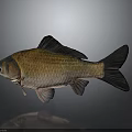 Freshwater Fish With Orange Brown Body And Black Fins Against Gray Background