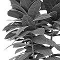 Potted Bonsai Plant with Lush Green Leaves Vibrant Patterns in Black Pot Detailed View