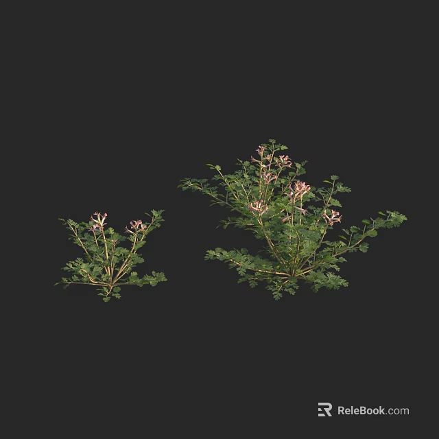 Two Small And Large Green Leaf Plants With Pink Flowers On Black Background 3d model 