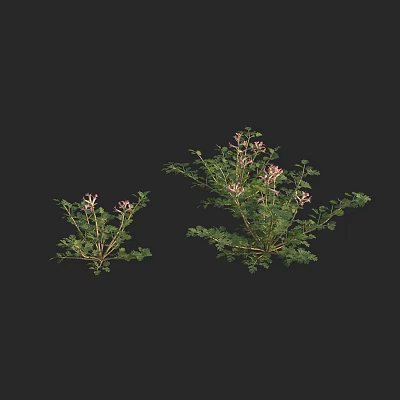 Two Small And Large Green Leaf Plants With Pink Flowers On Black Background 3d model