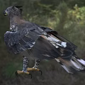 Majestic Eagle Flying with Spread Wings and Sharp Talons in Natural Habitat