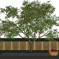 Fruit Bearing Tree With Red Fruits Near Wooden Fence And Basket On Paved Ground