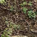 Green Herbaceous Plants Thriving With Large Round Leaves On Forest Floor