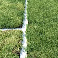 Fresh Green Grass Turf Design With Different Patches And White Borders