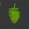 Green Hop Plant With Layered Leaves And Top Stem On Gray Background With Reflection