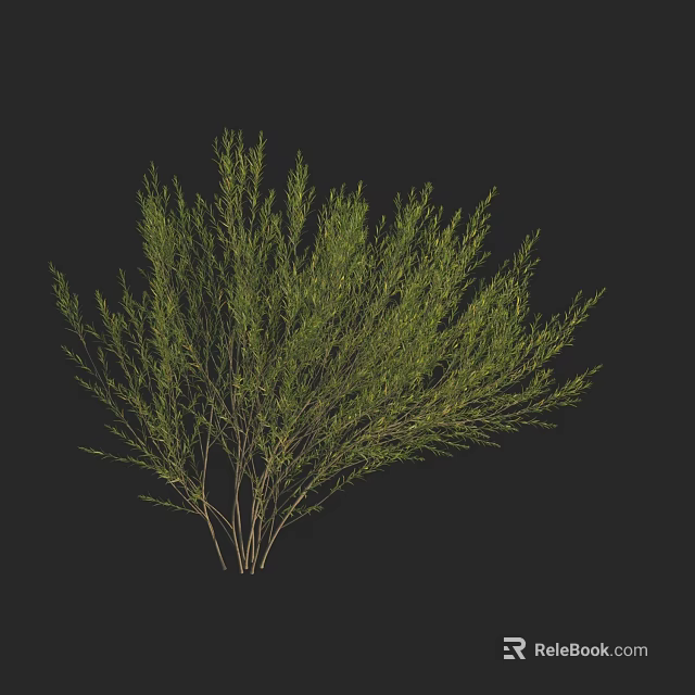 Lush Green Shrub With Dense Foliage And Thin Branches On Black Background 3d model 