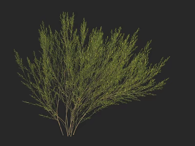 Lush Green Shrub With Dense Foliage And Thin Branches On Black Background 3d model