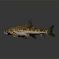Household Decorative Fish Model 3D Rendered With Yellow Black Spots Gray Gradient Background And Reflection 3d model