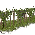Wooden Pergola With Grape Vines Green Leaves And Purple Grapes In Grass