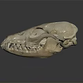Detailed Animal Skull of Mammal Featuring Sharp Teeth on Dark Background with Reflection