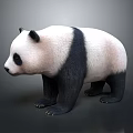 Cute Giant Panda With Black And White Fur In Standing Posture On Neutral Background