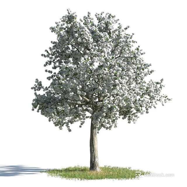 Lush Tree with White Blossoms Dense Foliage and Strong Trunk Structure 3d model 