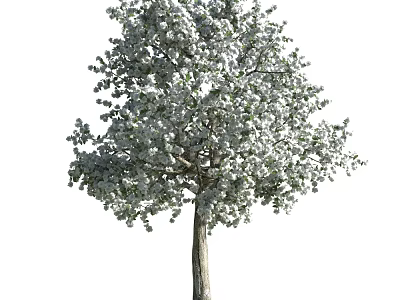 Lush Tree with White Blossoms Dense Foliage and Strong Trunk Structure 3d model
