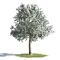 Lush Tree with White Blossoms Dense Foliage and Strong Trunk Structure 3d model