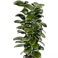 Healthy Potted Bonsai Plant With Lush Green Leaves In Dark Ceramic Pot