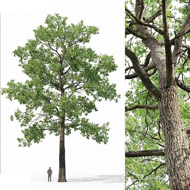 Tall Arbor Featuring Lush Green Leaves Strong Trunk and Textured Bark 3d model 