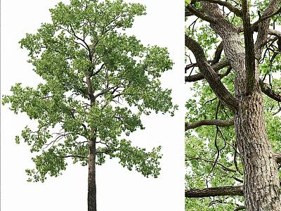 Tall Arbor Featuring Lush Green Leaves Strong Trunk and Textured Bark 3d model