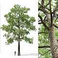 Tall Arbor Featuring Lush Green Leaves Strong Trunk and Textured Bark