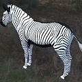 Grevi zebra wildlife creature, the largest equine animal in the modern world 3d model