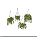 Lush Green Hanging Basket Plants with Trailing Leaves and Healthy Foliage