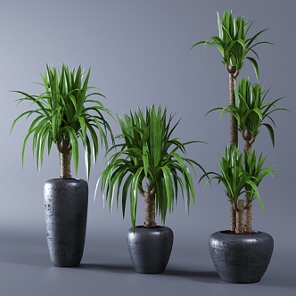 potted plant 3d model