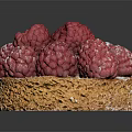 Fresh Raspberry Tart With Crusty Base And Powdered Sugar Topping