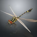 Flying Dragonfly With Red Eyes Black And Yellow Stripes And Transparent Wings