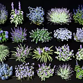 Assorted Ground Cover Plants Featuring Purple Blue Green Flowers for Garden Landscaping