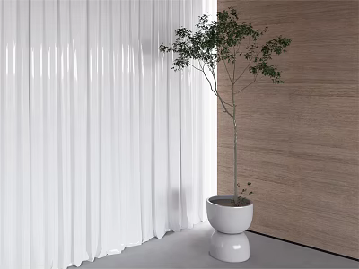 Potted Bonsai Tree in White Pot with Wooden Wall and White Curtain Interior Decor 3d model