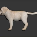Cute White Labrador Puppy Standing on Black Shiny Surface with Reflection 3d model