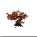 Vibrant Tree With Lush Orange Leaves Twisted Trunk And Visible Roots Against Black Background