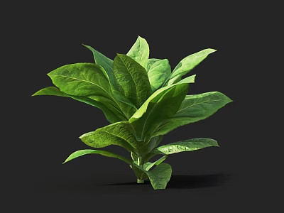 Tobacco Tobacco Leaf Crops Vegetable Field Vegetable Seedling Vegetable Seedling Common Vegetables 3d model