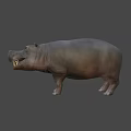 Realistic 3D Hippo Model With Open Mouth And Gray Body Features